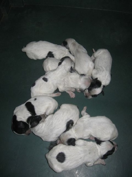 Chiot Epagneul bleu de Picardie du Clos Maldav