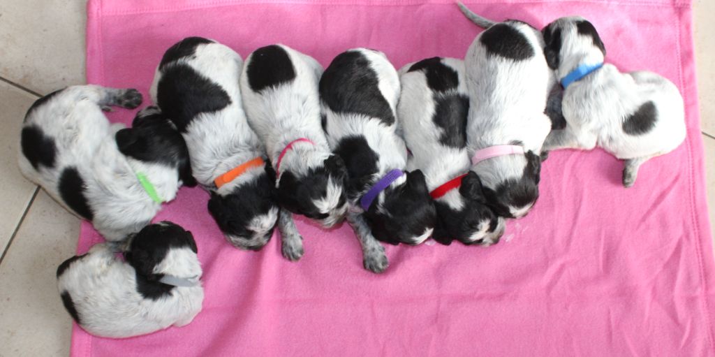 du Clos Maldav - Epagneul bleu de Picardie - Portée née le 17/10/2025