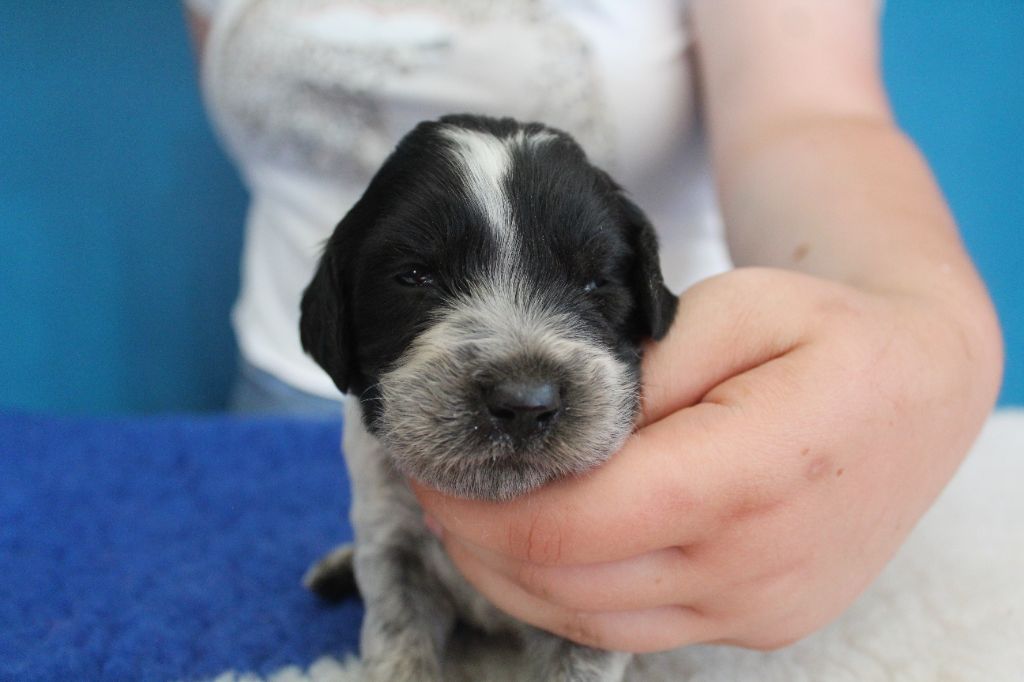 du Clos Maldav - Chiots disponibles - Epagneul bleu de Picardie